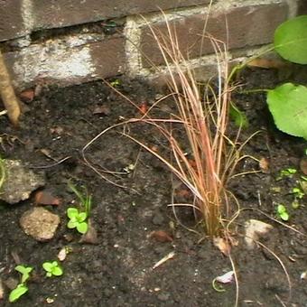 Carex 'Bronze Reflection'