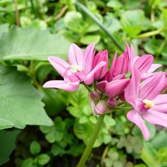 Allium oreophilum