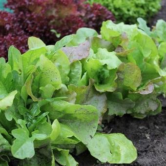 Lactuca sativa 'Amerikaanse Roodrand'