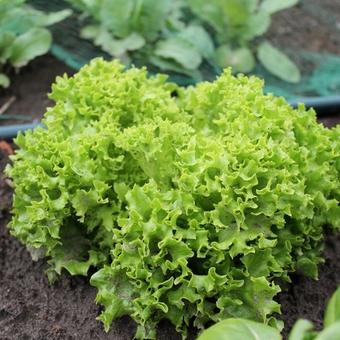 Lactuca sativa 'Lollo Bionda'