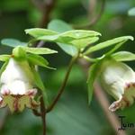 Codonopsis lanceolata - Windeklokje