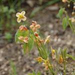 Epimedium x warleyense 'Orangekonigin' - Elfenbloem