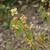 Epimedium x warleyense 'Orangekonigin'