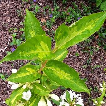 Weigela florida 'Milk and Honey'