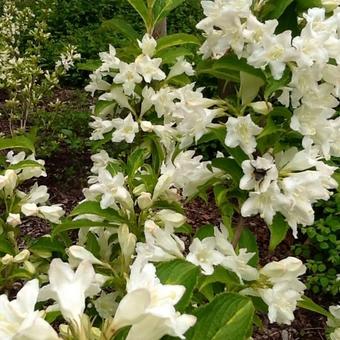 Weigela florida 'Milk and Honey'