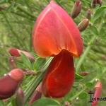 Cytisus scoparius 'Firefly' - Brem