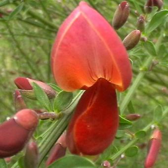 Cytisus scoparius 'Firefly'