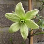 Clematis 'Pixie' - Bosrank