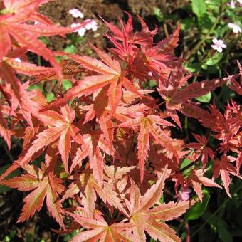 Acer palmatum 'Phoenix'