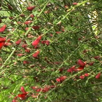 Cytisus scoparius 'Firefly'