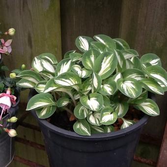 Hosta 'Pandora's Box'