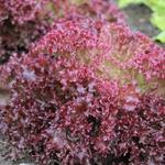 Lactuca sativa 'Lollo Rossa'  - Rode krulsla