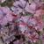 Heuchera 'Midnight Rose'