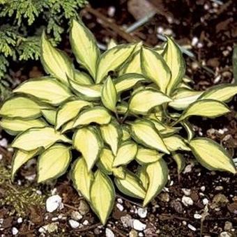 Hosta 'Cat's Eye'