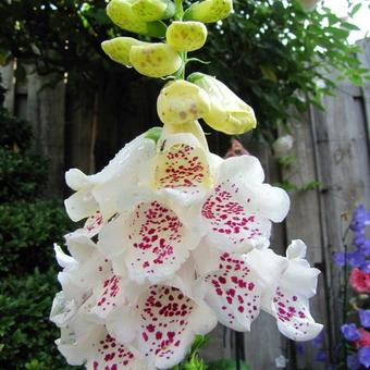 Digitalis purpurea