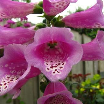 Digitalis purpurea