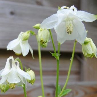 Aquilegia vulgaris 'Nivea'