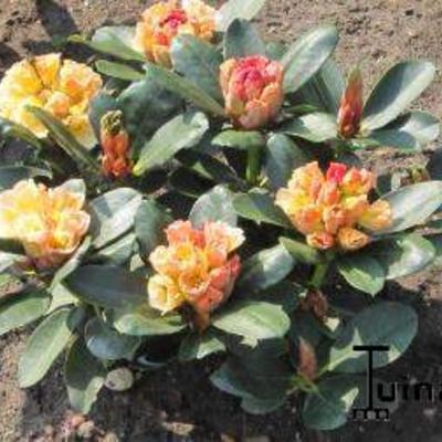 Rododendron - Rhododendron 'Horizon Monarch'