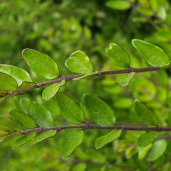 Lonicera pileata