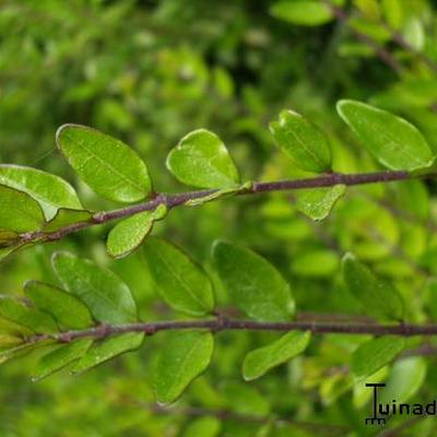 Chinese kamperfoelie - Lonicera pileata