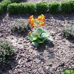 Calceolaria - Pantoffelbloem