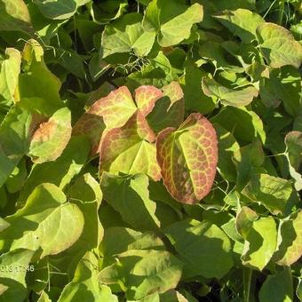 Epimedium pubigerum