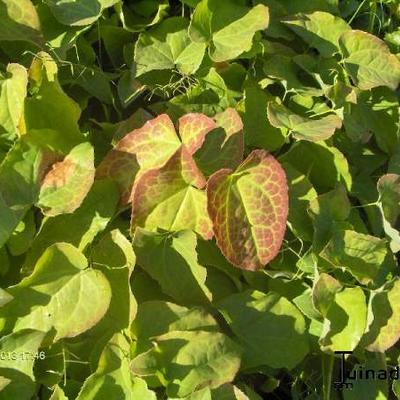 Elfenbloem - Epimedium pubigerum