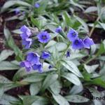 Pulmonaria longifolia 'Roy Davidson' - Longkruid, langbladig longkruid