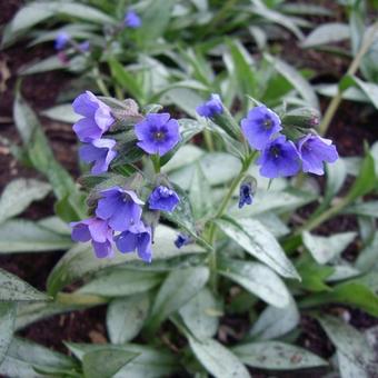 Pulmonaria longifolia 'Roy Davidson'