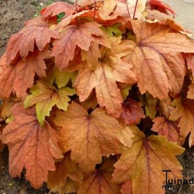 Purperklokje - X Heucherella 'Sweet Tea'