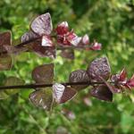 Lonicera nitida 'Red Tips' - Kamperfoelie, Struikkamperfoelie