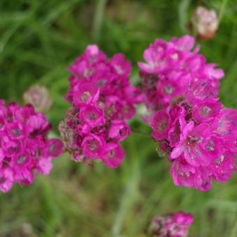 Armeria maritima