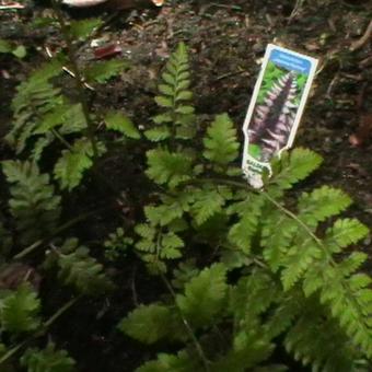 Dryopteris 'Japanese Painting'