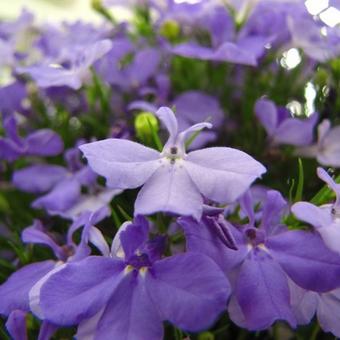 Lobelia x speciosa 'FAN Blue'