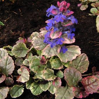 Ajuga reptans 'Burgundy Glow'