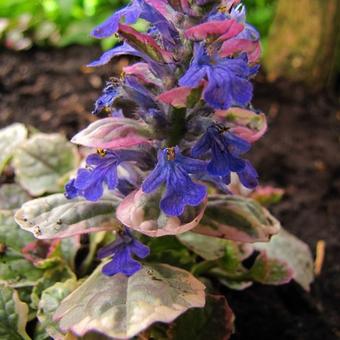 Ajuga reptans 'Burgundy Glow'