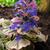 Ajuga reptans 'Burgundy Glow'