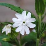 Silene latifolia subsp. alba - Avondkoekoeksbloem, Lijmkruid