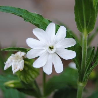 Silene latifolia subsp. alba