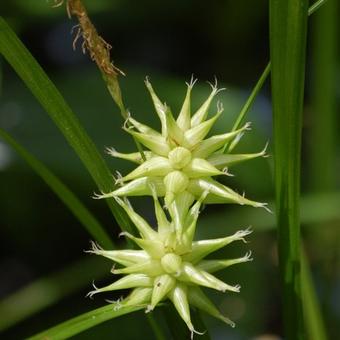 Carex grayi