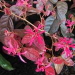 Loropetalum chinense 'Fire Dance' - Heksenstruik - Loropetalum chinense 'Fire Dance'