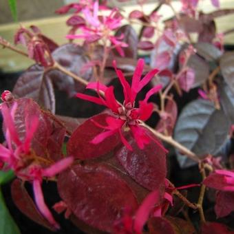 Loropetalum chinense 'Fire Dance'