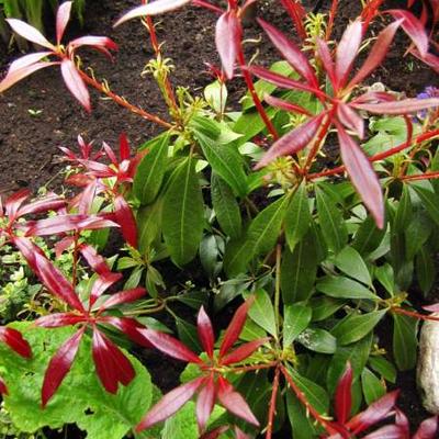 Pieris japonica 'Katsura' - Rotsheide