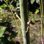 Acer pensylvanicum  - Slangebastesdoorn