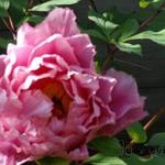 Paeonia suffruticosa 'Yachiyo-Tsubaki' - Boompioen