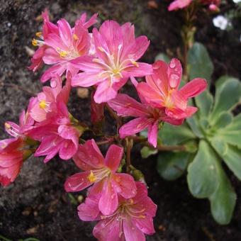 Lewisia 'Sunset Hybrids'