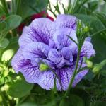 Petunia Tumbelina 'Priscilla' - Hangpetunia