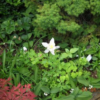 Aquilegia 'McKana Hybrids'