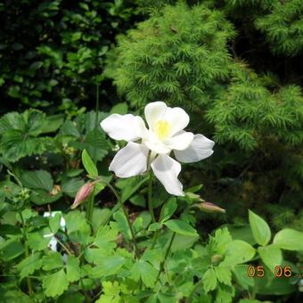 Aquilegia 'McKana Hybrids'