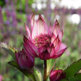 Astrantia carniolica 'Rubra'